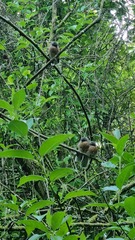 Rhipidura fuliginosa placabilis