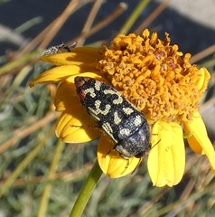 Acmaeodera