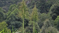Furcraea parmentieri
