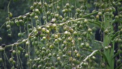 Furcraea parmentieri