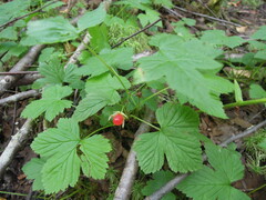 Rubus humulifolius