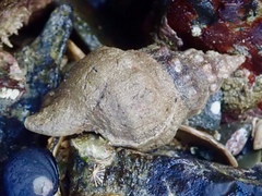 Ranella australasia