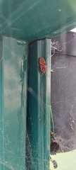 Spilostethus furcula