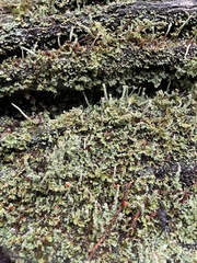 Cladonia bellidiflora