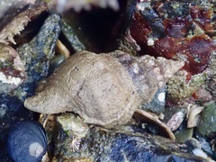 Ranella australasia