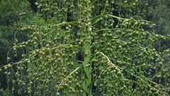 Furcraea parmentieri