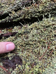 Cladonia bellidiflora