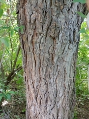 Chloroleucon tenuiflorum