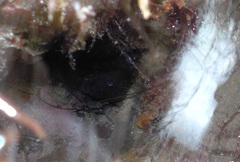 Gymnothorax mordax
