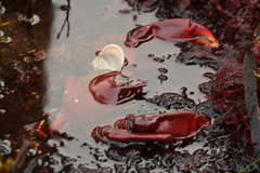 Taliepus nuttallii
