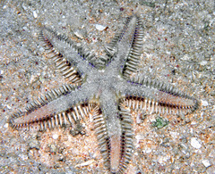 Astropecten polyacanthus