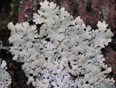 Hypotrachyna showmanii