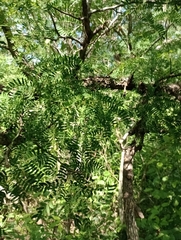 Chloroleucon tenuiflorum