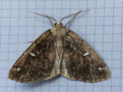 Caripeta divisata