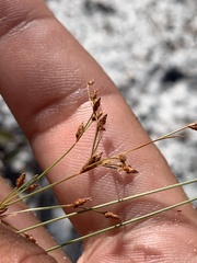 Bulbostylis ciliatifolia