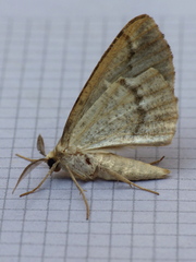 Caripeta divisata