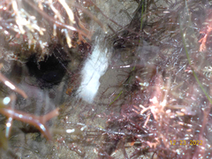 Gymnothorax mordax
