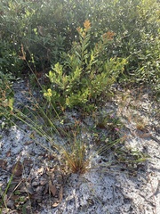 Bulbostylis ciliatifolia