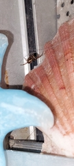 Steatoda nobilis
