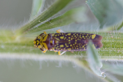 Aulacizes conspersa