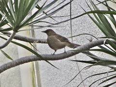 Turdus grayi