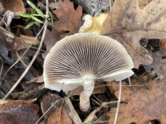 Leratiomyces percevalii