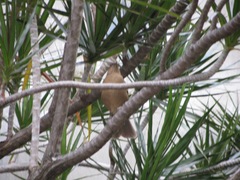 Turdus grayi