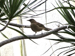 Turdus grayi
