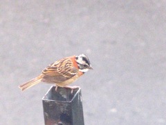 Zonotrichia capensis