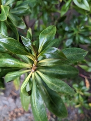 Myoporum laetum