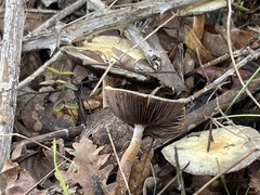 Leratiomyces percevalii