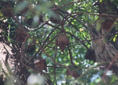 Epomophorus gambianus