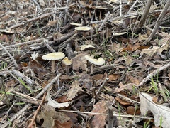 Leratiomyces percevalii