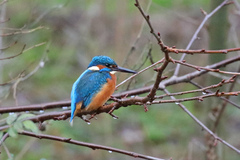 Alcedo atthis
