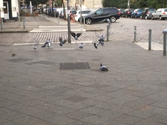 Columba livia domestica