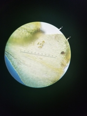 Miozoa
