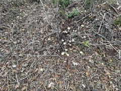 Leratiomyces percevalii