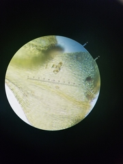 Miozoa