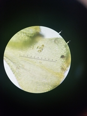 Miozoa