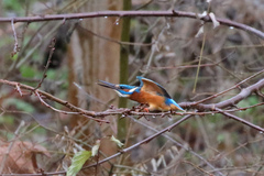 Alcedo atthis