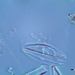 Encyonema neogracile - Photo (c) simomusa,  זכויות יוצרים חלקיות (CC BY-NC)