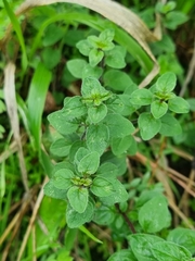 Origanum