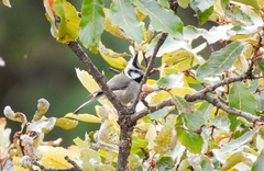 Baeolophus wollweberi