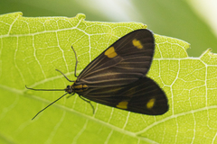 Phaeochlaena lampra