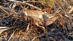 Bufonacris