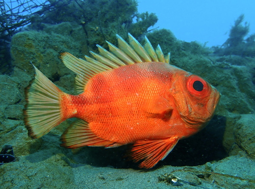 Popeye catalufa (Pristigenys serrula) — Priacanthidae — 4
