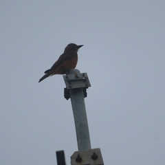 Hirundinea ferruginea