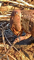 Bufonacris