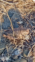Bufonacris