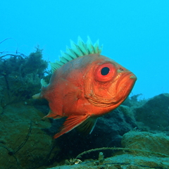 Pristigenys serrula